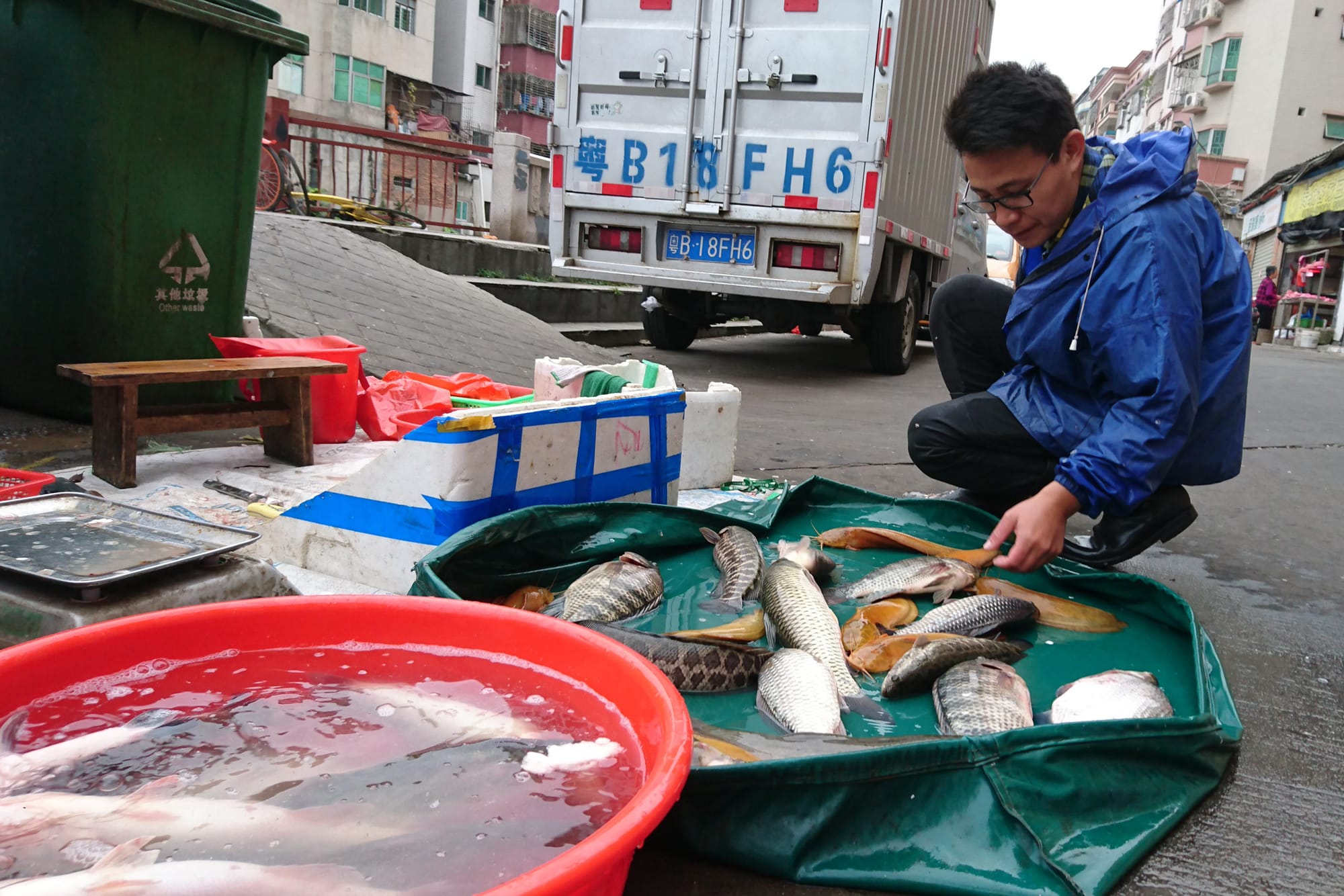 A man checks out a variety of fish laid out on a green sheet beside a tub of water containing more fish.