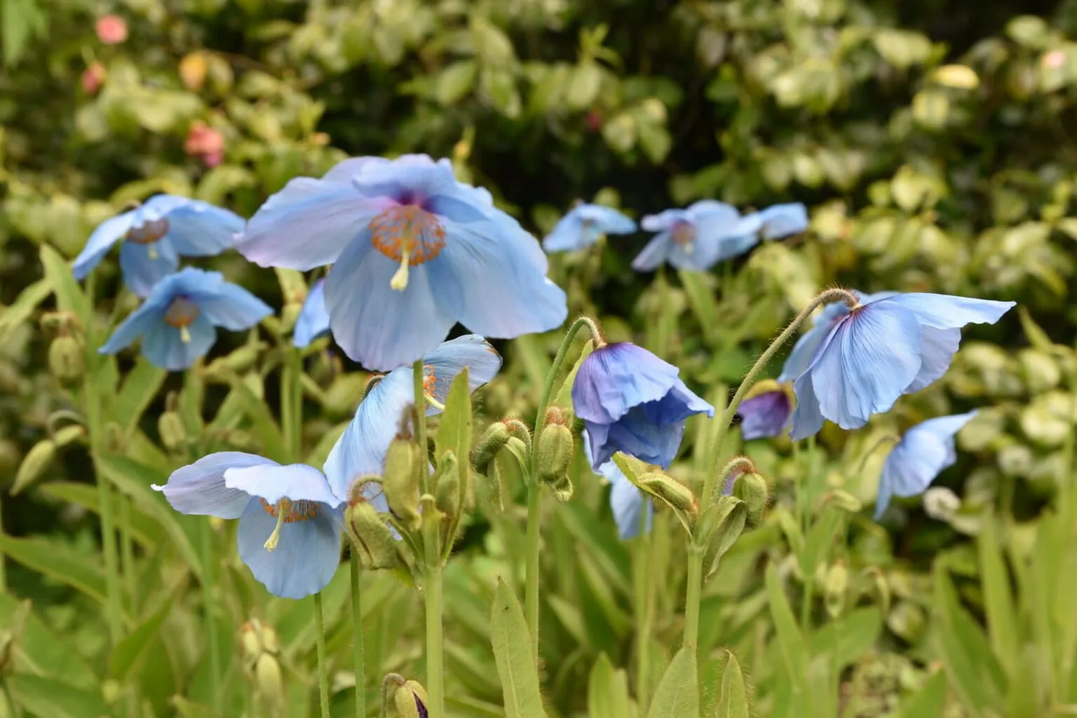 Meconopsis grandis, also known as the Himalayan blue poppy, is among many other species that are gradually on the verge of extinction. Image by Conall via Flickr(CC BY 2.0).