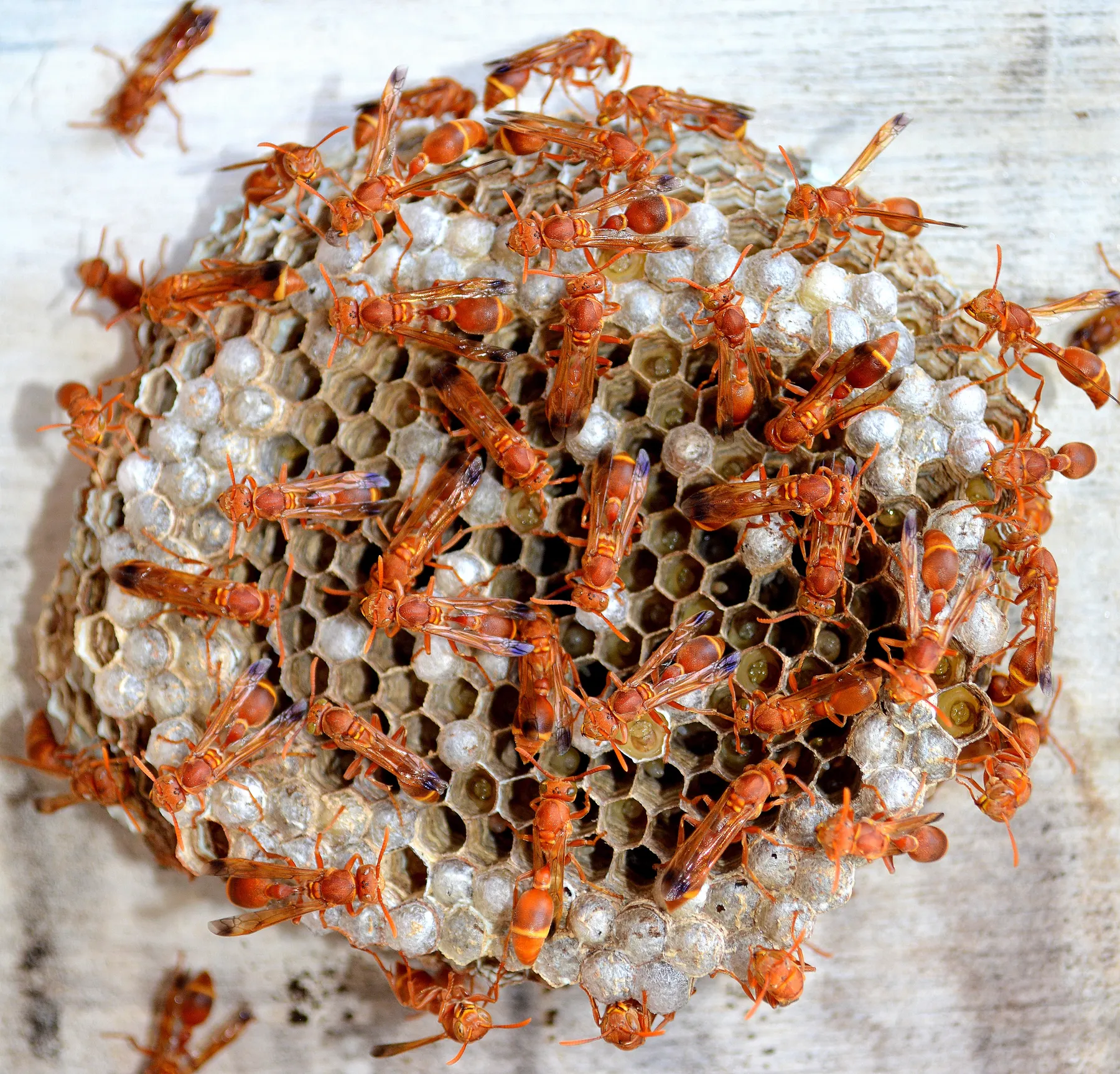 Perspective: I Fell in Love With a Dead Wasp