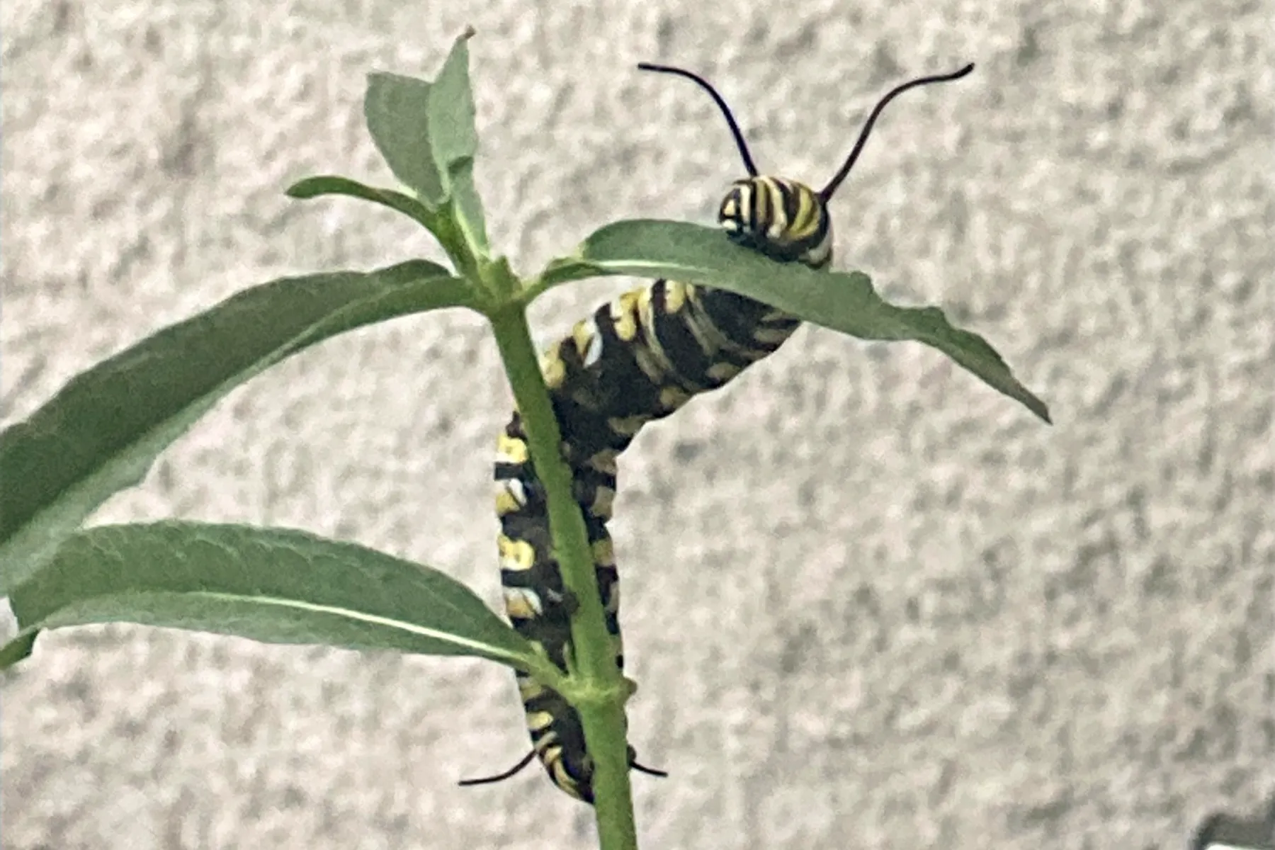 A Balcony View of Near-Extinction