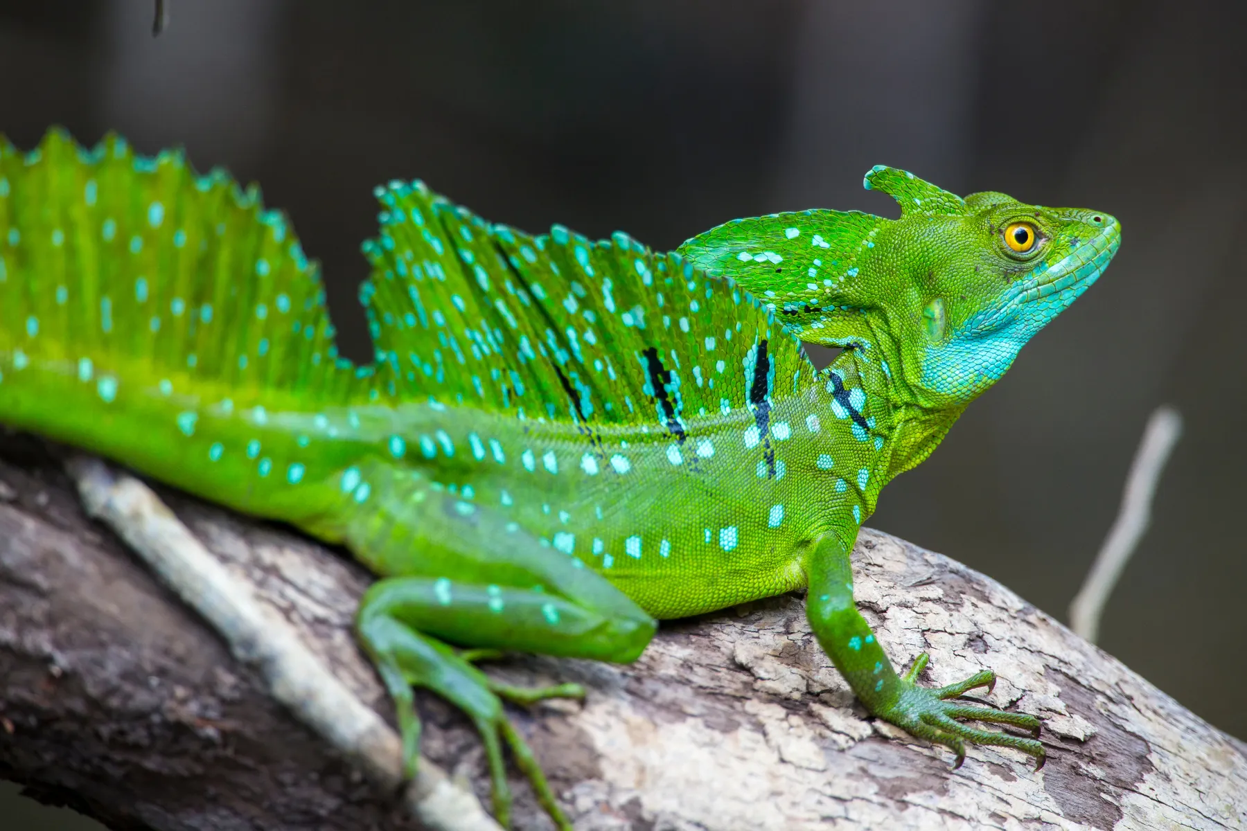 En Nicaragua, los Bosques y las Comunidades Indígenas se Enfrentan a una Amenaza