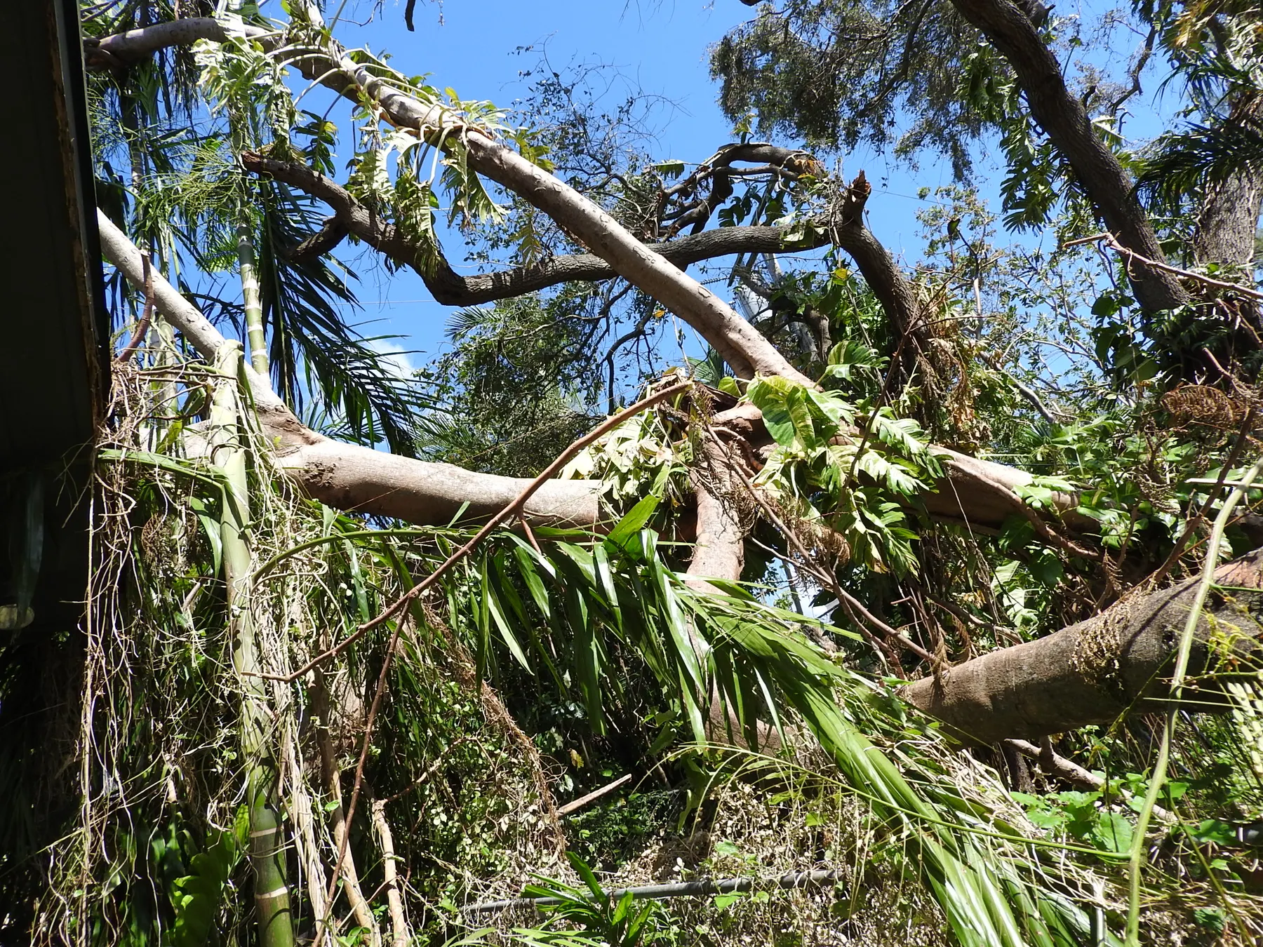 Fallen trees lie on the ground beneath a clear blue sky.