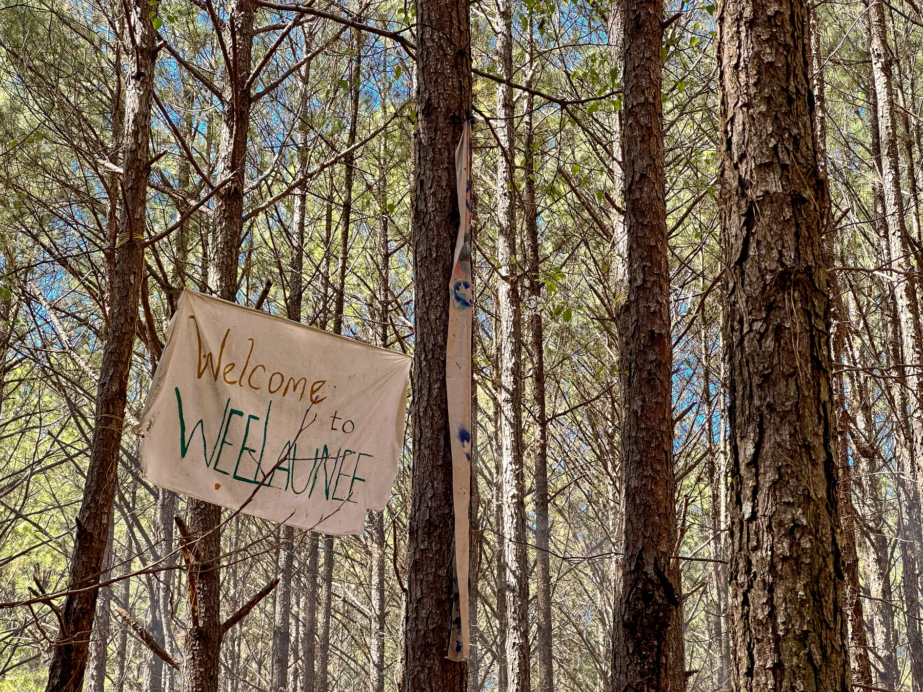 Perspective: A Walk through Weelaunee Forest