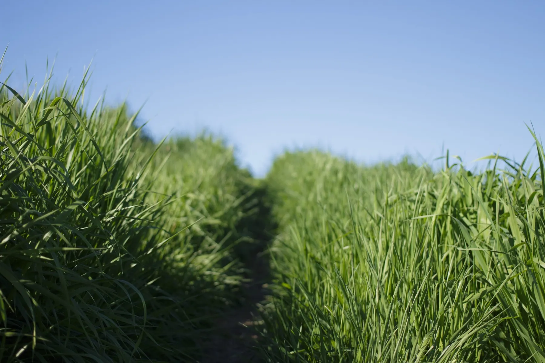 Kentucky bluegrass.