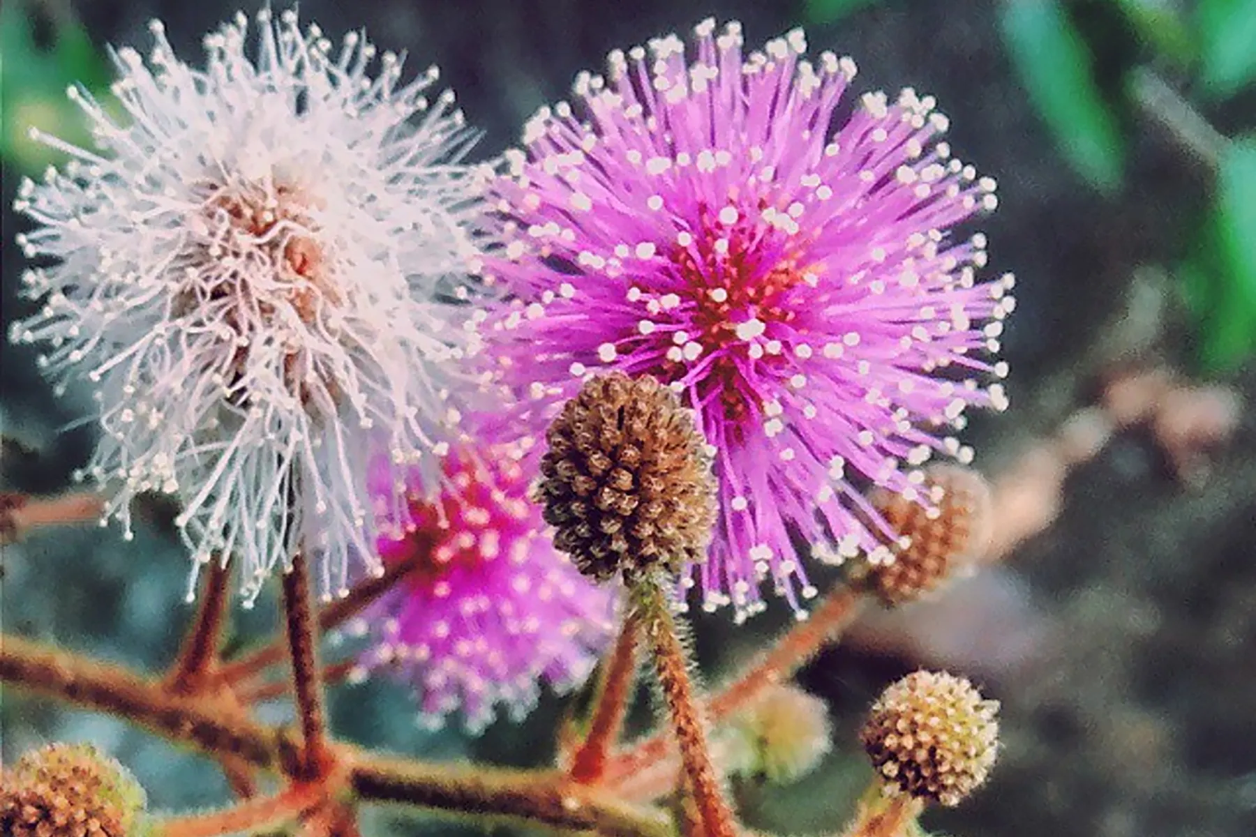 A pink and white spherical clusters of mimosa pudica, in full bloom.