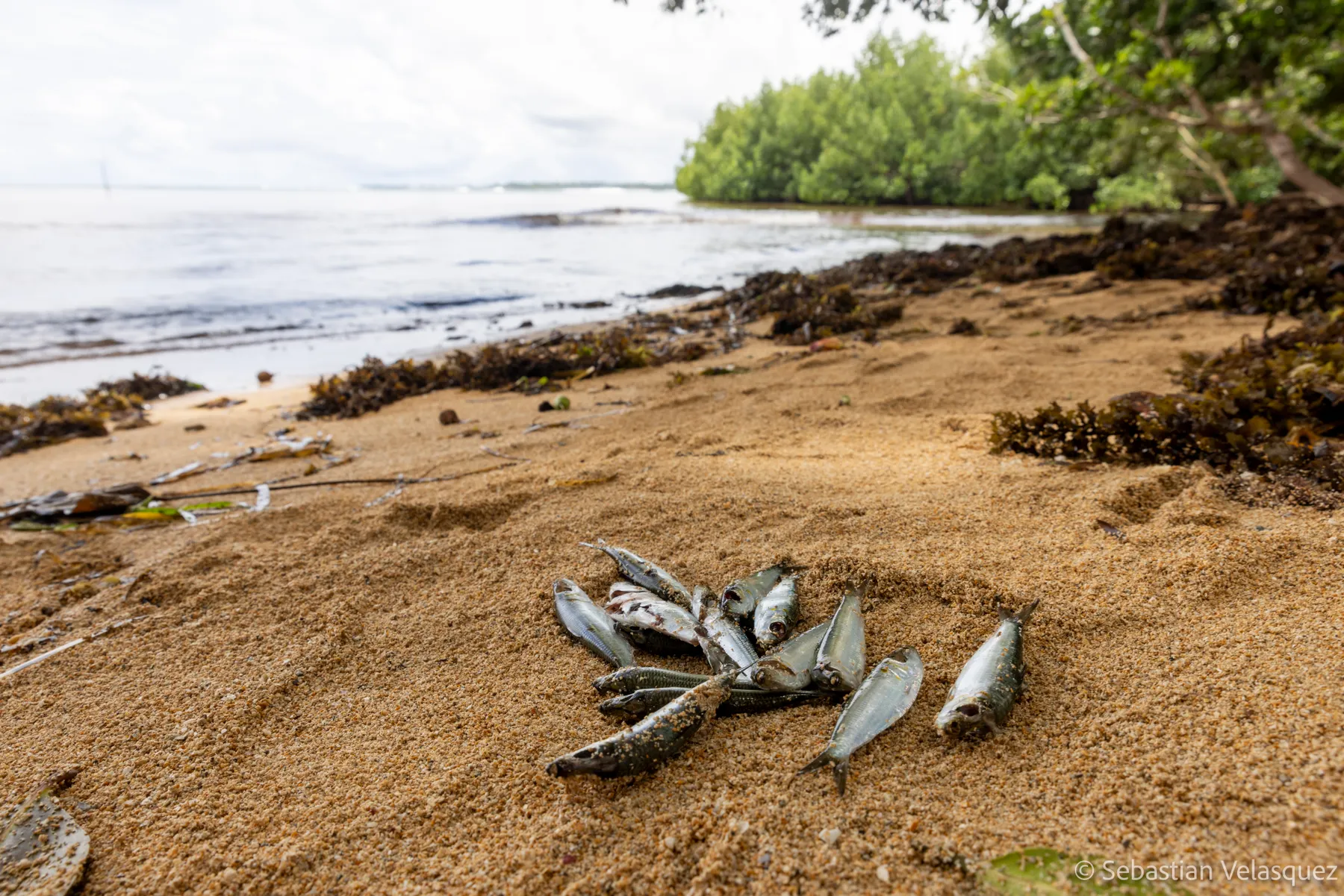 Dead fish lay on a beach.