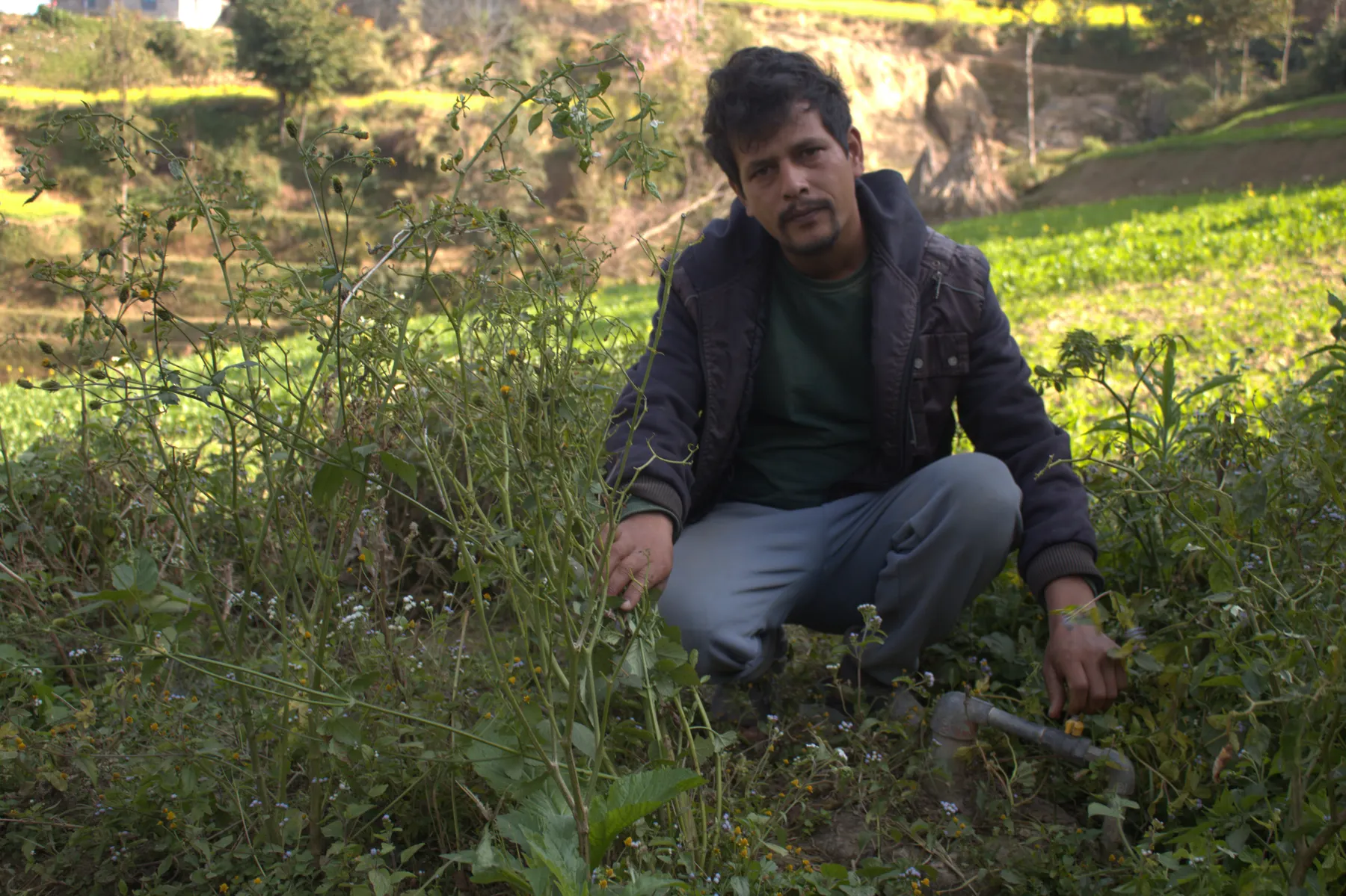 A Nepalese man crouches in the weeds to turns the gas pipeline from the digester off