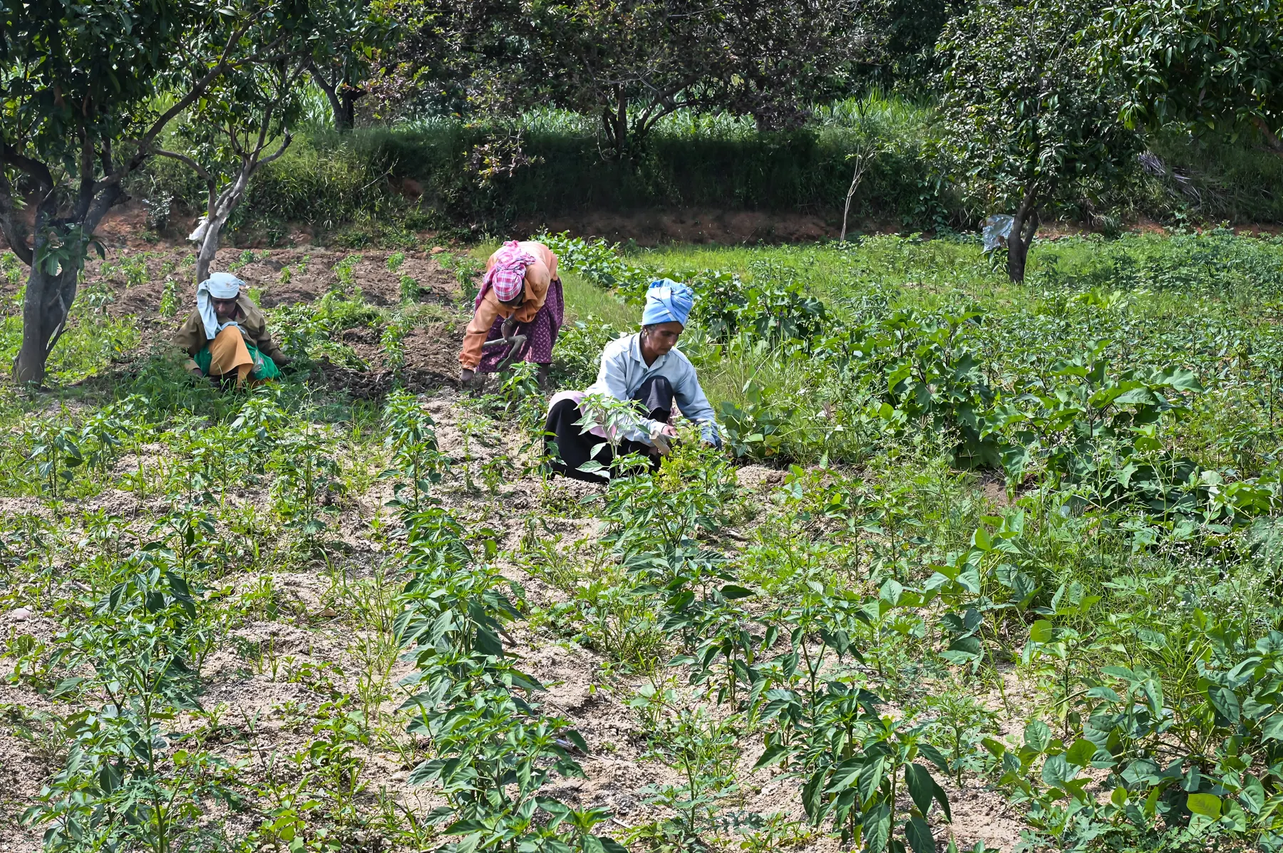 Three Indian farmers crouched in a field