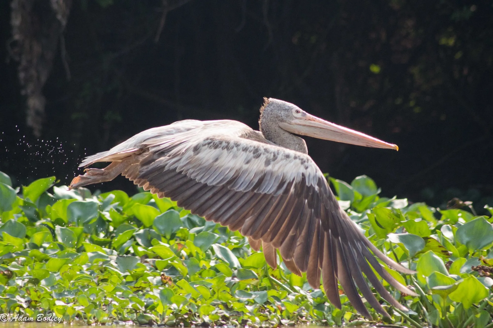 A spot-billed pelican.