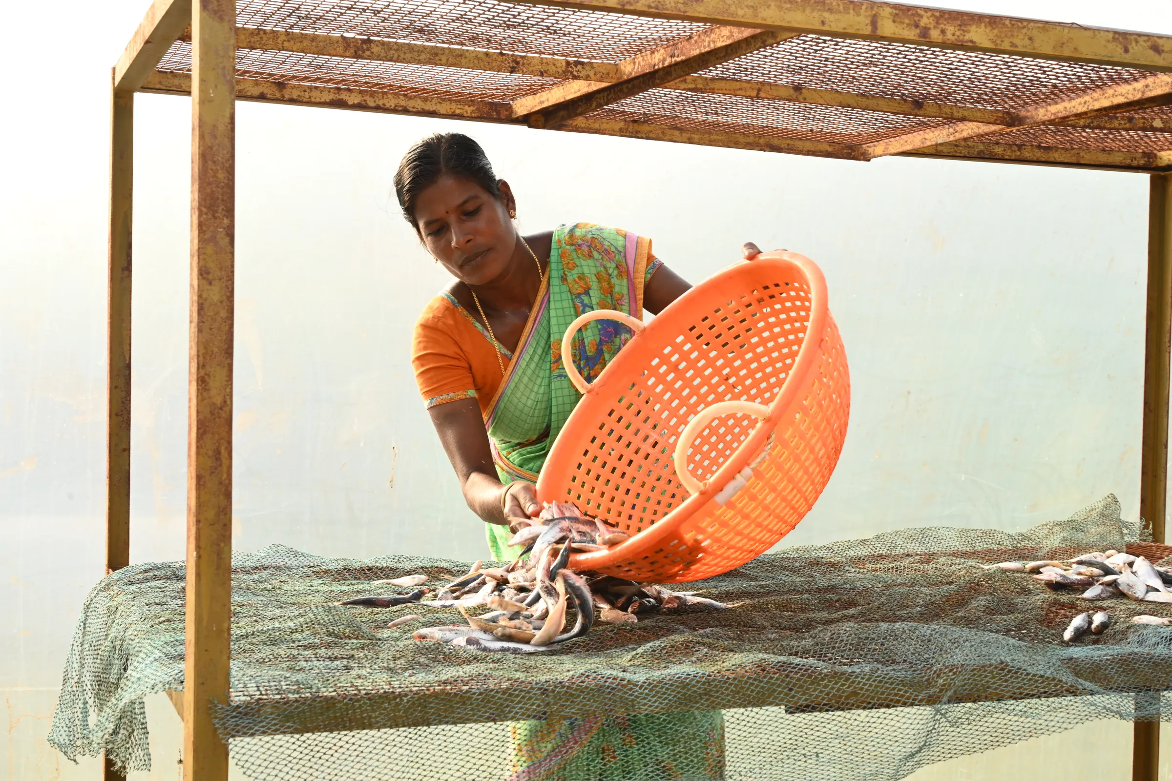 A Brown woman pouring dried fish on a shelf inside a solar dryer