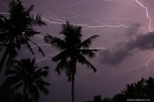 Lightning illuminates a night sky and palm tree