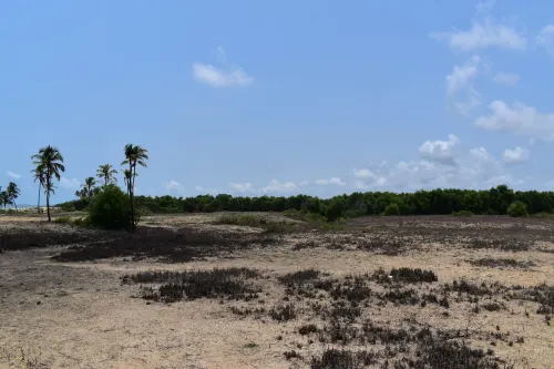 A wide view of a sand dune with sparse vegetation. One can see tall coconut trees in the background and a bright sky.