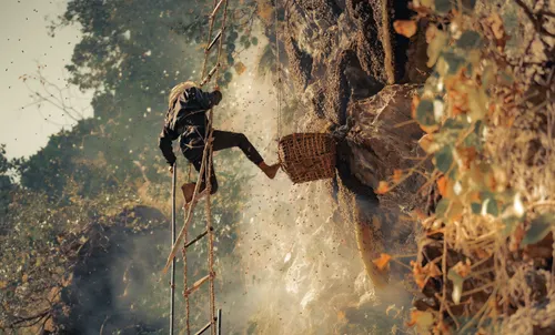 A honey harvester climbs a rope ladder against a steep rock face to collect honeycomb. Bees swarm around. 