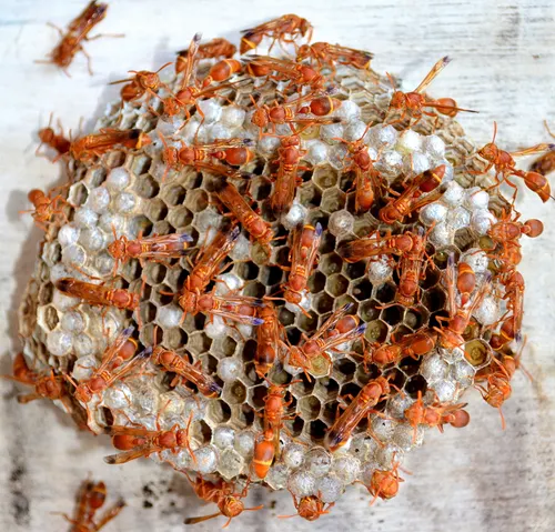 Perspective: I Fell in Love With a Dead Wasp
