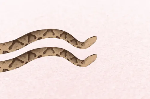 Two copperhead snakes on a beige background