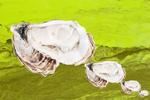 Aquafarmers are Fighting A Losing Battle to Keep Algae from Ruining Their Shellfish
