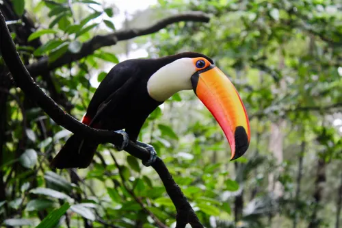A toco toucan is perched on a tree branch in a forest. It has a massive orange and red bill.