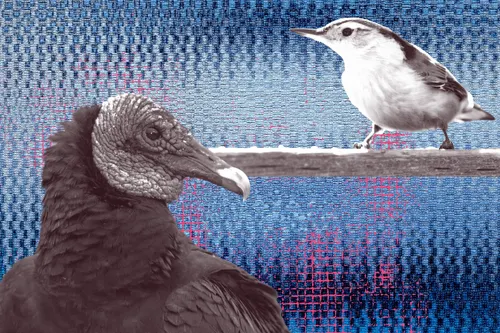 a stylized image of a small bird and a vulture