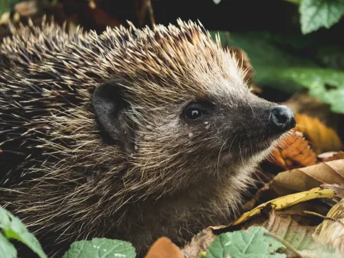 A hedgehog among fallen leaves.