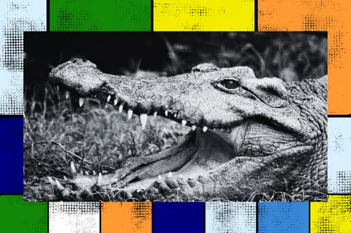 Perspective: A Day of the Crocs