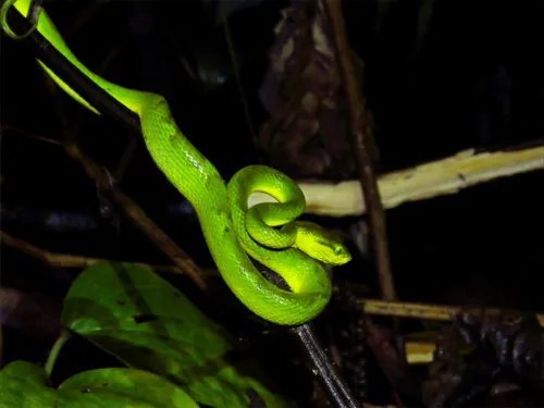 A green snake is seen curled on a branch. 
