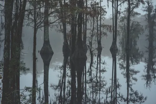 Pine trees stand against a sombre sky and their reflections are seen in the water below.