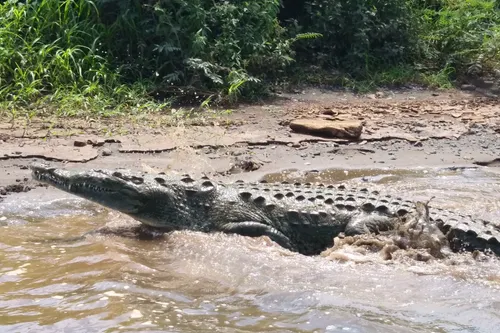 A crocodile rests near the edge of a muddy riverbank.