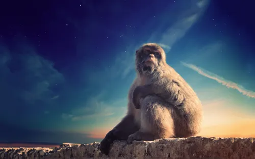 Under a blue sky, a Barbary macaque A Barbary macaque monkey sits on a wall. 