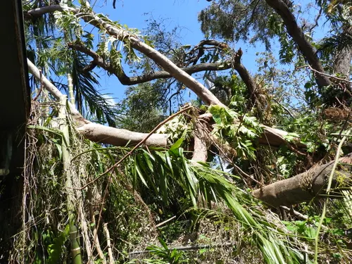 Fallen trees lie on the ground beneath a clear blue sky.