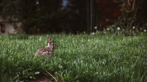 A bunny in a grassy field