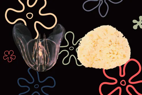 If Phylogenetic Sense Be Something Biologists Wish