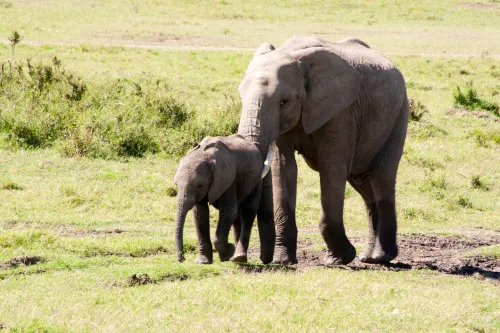  A mother elephant using her trunk to encourage her calf