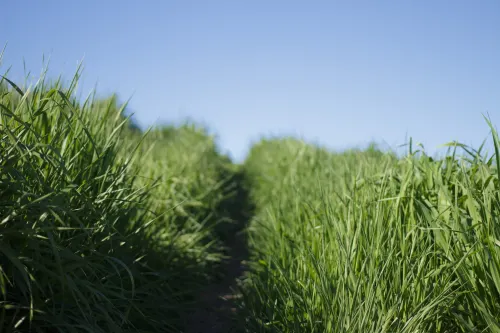 Kentucky bluegrass.