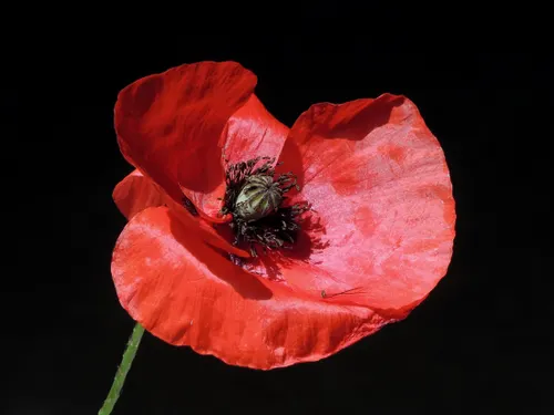 Remembering DDay