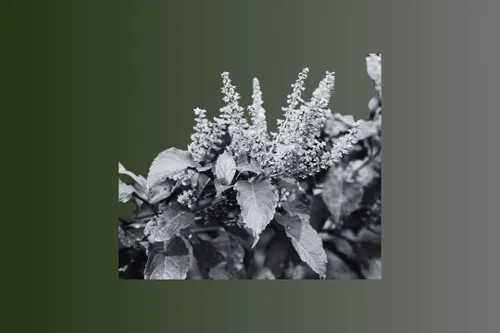 Scent leaves on a green background