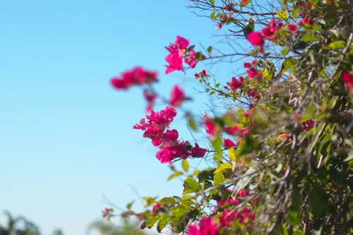 Heat Waves, Wildfires, and Downpours: San Diego is Changing and Climate Change is One Culprit