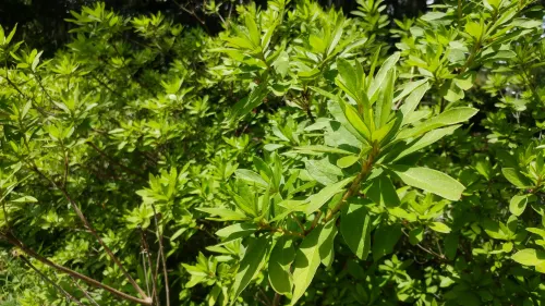 Green leaves of a plant