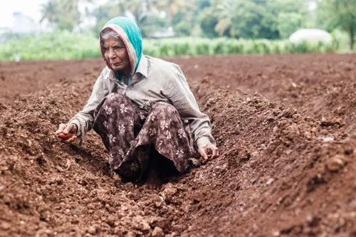 An older woman with visible wrinkles squats in the soil, her sari pulled over her head as she works in the field.