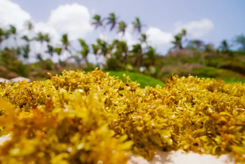 Yellow sargassum on a beach.
