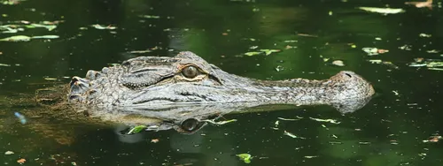 An alligator peeks out of swampy water.