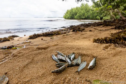 Dead fish lay on a beach.