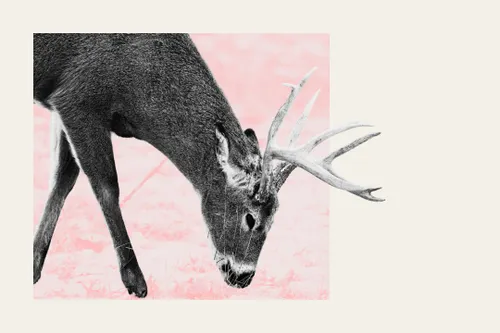 A deer munches on grass.