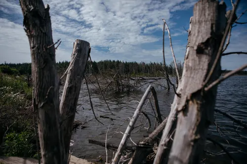 Dead trees along a flooded shore