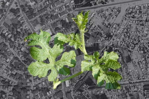 Watermelon leaves with satellite imagery of Abu Ghraib, Iraq, and Boston in the background.