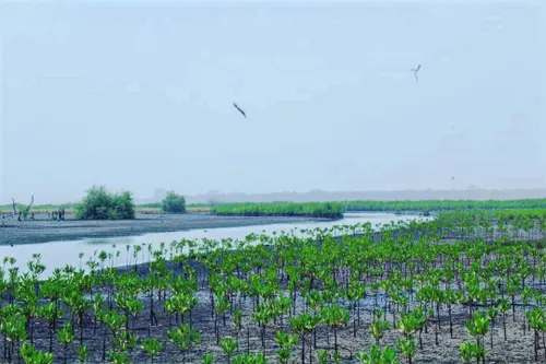 Two seabirds fly above a mangrove