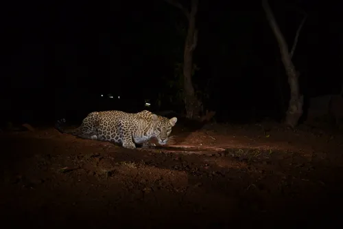 A leopard near an artificial watering hole at night