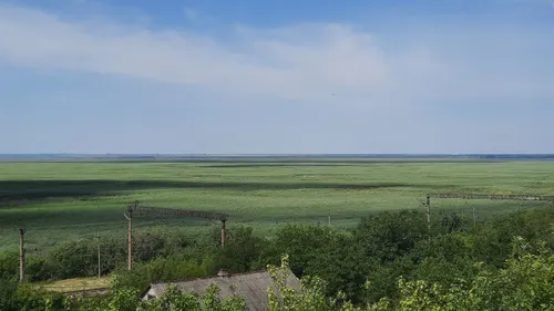 A young willow forest grows at the bottom of a former reservoir.