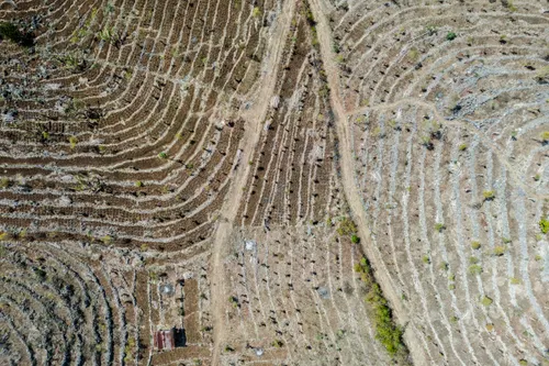 An aerial view of a parched plantation