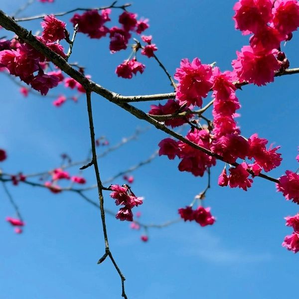 農曆新年｜2026