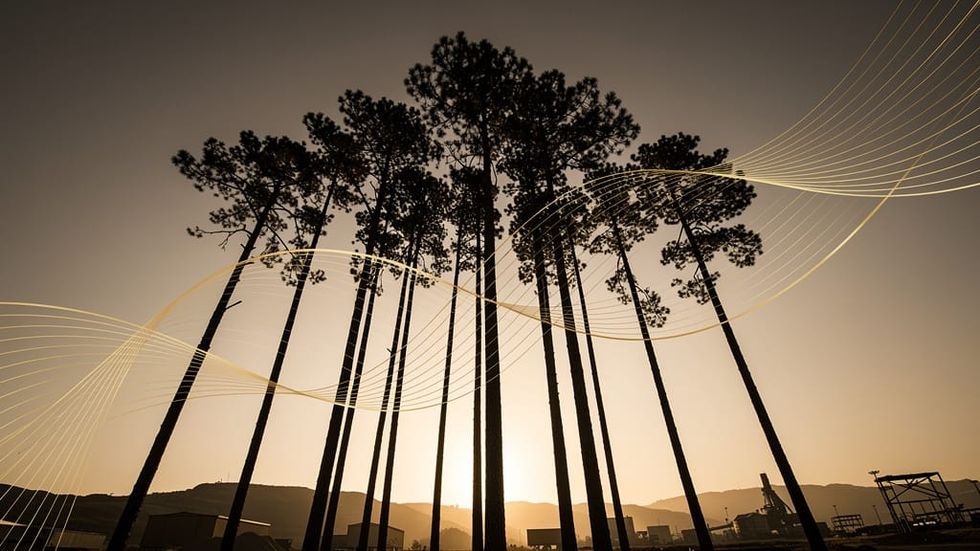 The Forest Pays Less Than the Treasury Bill